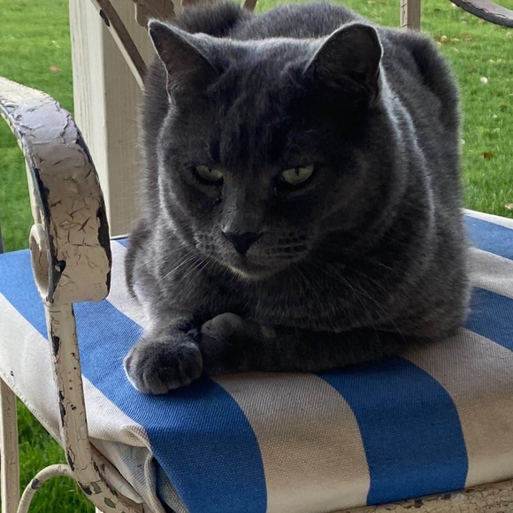 Meet your Posher, Nina - Picture 14 of 16